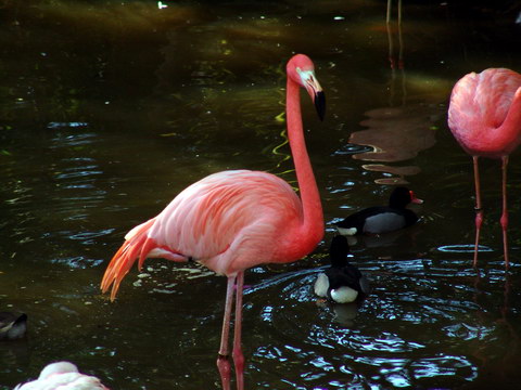 Flamingos,